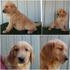 Akc golden retrievers! Ready January 2026
