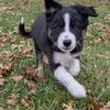 Border Collie puppies