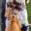AKC Labrador Retriever Puppies