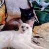Balinese kittens ready on 2/9/26!