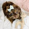 Shih Tzu Puppies  Tiny Ones  HAND Delivery and financing