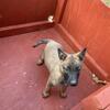 Belgian Malinois Pups Update 