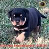 Big Heads Large Bones AKC  Reg Rott Pups