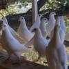 White Homing Pigeons for Dove Releases Business