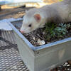 Female Ferret