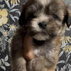 $550 Shih tzu and Yorkie mix 