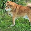 Shiba inu''s Adults 1 male and 1 female