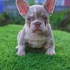 FEMALE FRENCHIE PUPPY NEW SHADE MERLE