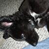 Border Collie Puppy for sale 
