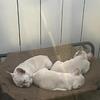 Home raised French Bulldogs for sale!