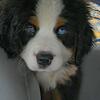 Blue eyed Bernese Mountain  dog  pups 