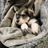 AKC Miniature Schnauzer puppies