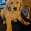 AKC Registered Golden Retriever Puppies 
