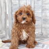 Cavapoo Brothers for Adoption