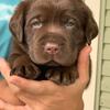 AKC lab puppies