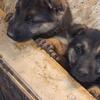 8 week old german shepherd pups 