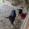 Fainting Goat Doe - Trade or Seeking Milk Goat Breeding Service