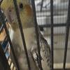 Cockatiel 
