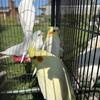Cockatiels Males and females 
