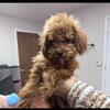Male toy poodle age- 1 years old