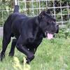 Cane Corso male