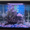 20 gallons fish tank with everything in it