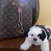 Ckc shih tzu puppies 