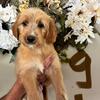 Golden doodle puppies.
