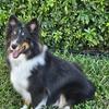 Fully trained Sheltie