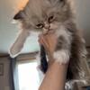 Persian/ Himalayan kittens for sale