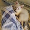 Lynx siamese kittens 