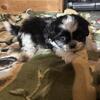 Shih Tzu puppies