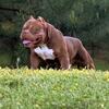 American bully male