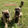 Dual Registered Cane Corso Puppies