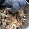  Parrotlet - blue, female