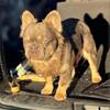 Fluffy FrenchBulldog STUD SERVICE available 