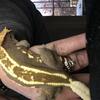 Crested gecko female