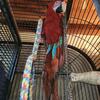 Greenwing Macaw 
