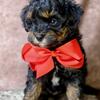 Petite Australian Goldendoodle - Phantom Male