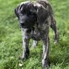 English Mastiff puppy
