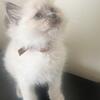SOLD Brown collar Ragdoll kitten Kats ravishing ragdolls