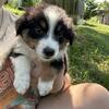 Australian Shepherd Puppies