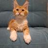 Red Maine Coon Kitten