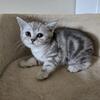 Beautiful Scottish fold boy straight ears for sale