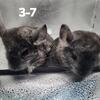 Chinchillas for sale