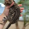 Female Bengal kitten available 