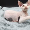 Harlequin tabby and white male Devon Rex 