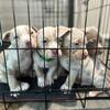 2 months Bully puppies
