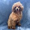 Akc poodle red toy male