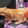 CFA Registed Red Tabby Exotic male Short hair